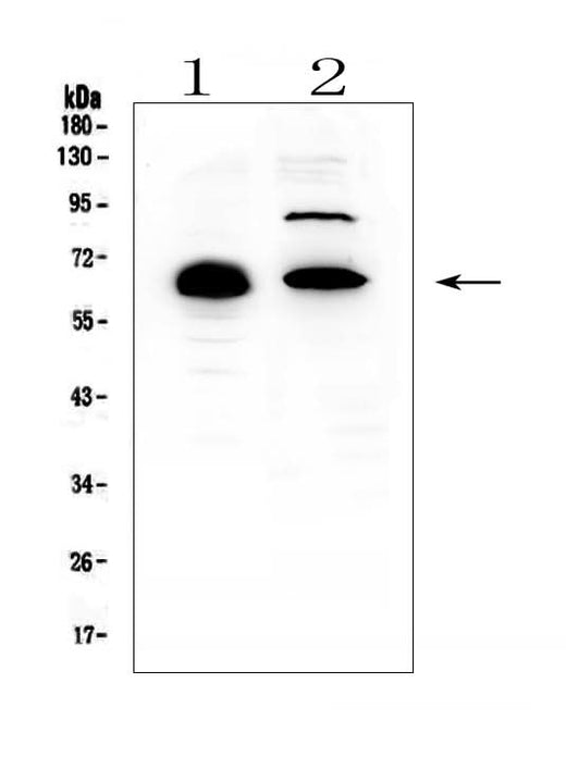 Anti-CCDC36 Antibody Picoband® Boster Bio