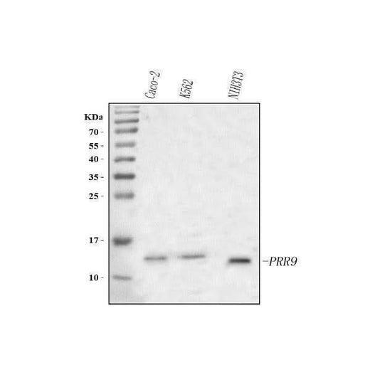 Anti-PRR9 Antibody Picoband® Boster Bio