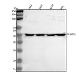Anti-NUDT19 Antibody Picoband® Boster Bio