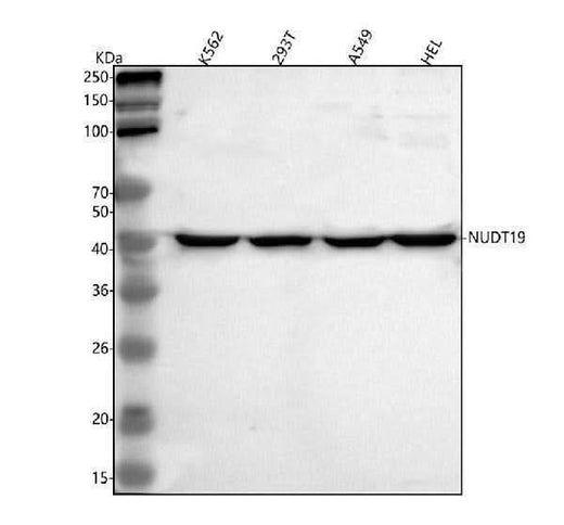 Anti-NUDT19 Antibody Picoband® Boster Bio