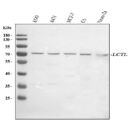 Anti-LCTL Antibody Picoband® Boster Bio