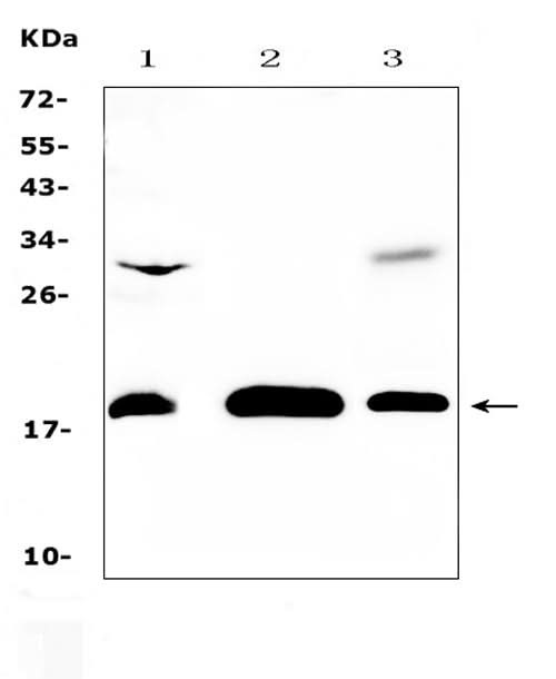 Anti-TMEM240 Antibody Picoband® Boster Bio