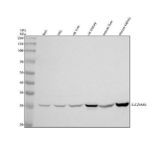 Anti-SLC25A45 Antibody Picoband® Boster Bio