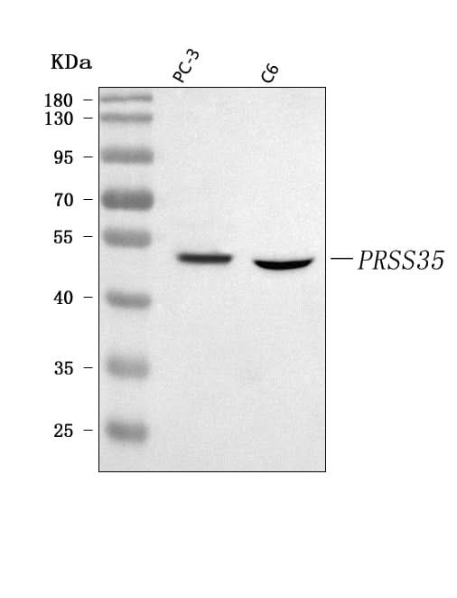 Anti-PRSS35 Antibody Picoband® Boster Bio