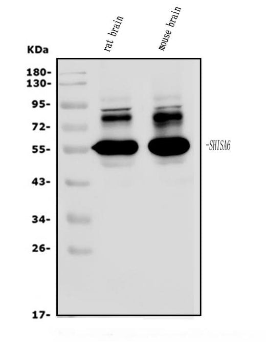 Anti-SHISA6 Antibody Picoband® Boster Bio
