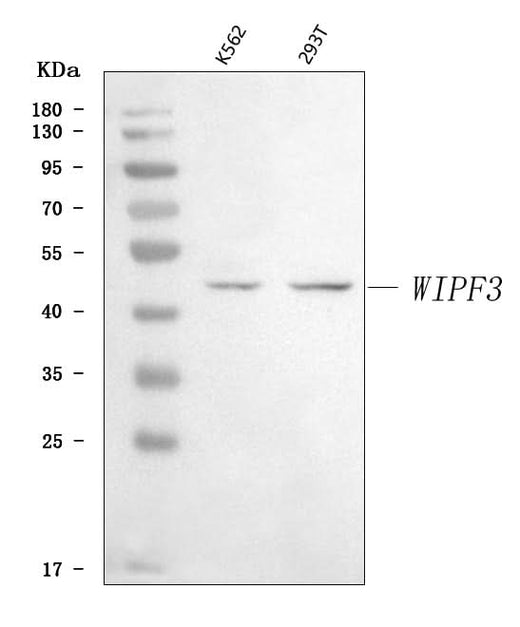 Anti-WIPF3 Antibody Picoband® Boster Bio