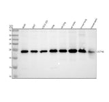 Anti-DCTN6 Antibody Picoband® Boster Bio