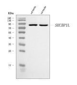 Anti-SHCBP1L Antibody Picoband® Boster Bio