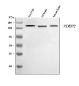 Anti-RIMBP2 Antibody Picoband® Boster Bio