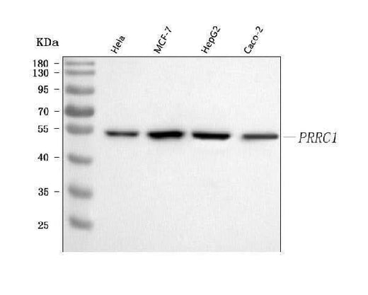 Anti-PRRC1 Antibody Picoband® Boster Bio
