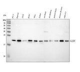 Anti-LZIC Antibody Picoband® Boster Bio