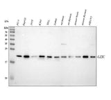 Anti-LZIC Antibody Picoband® Boster Bio