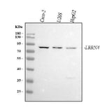 Anti-LRRN4 Antibody Picoband® Boster Bio