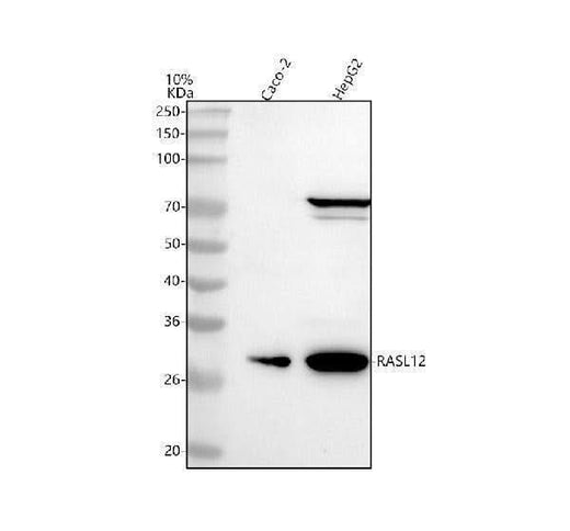 Anti-RASL12 Antibody Picoband® Boster Bio