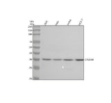 Anti-OTUD6B Antibody Picoband® Boster Bio
