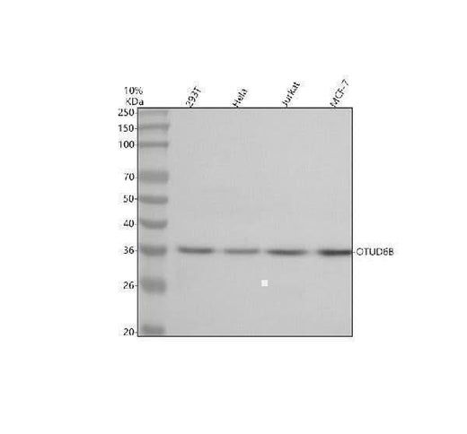 Anti-OTUD6B Antibody Picoband® Boster Bio