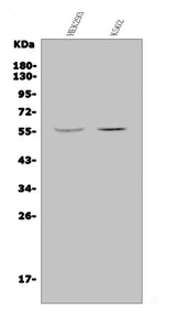 Anti-JRK Antibody Picoband® Boster Bio