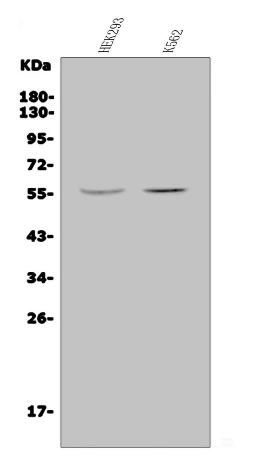 Anti-JRK Antibody Picoband® Boster Bio
