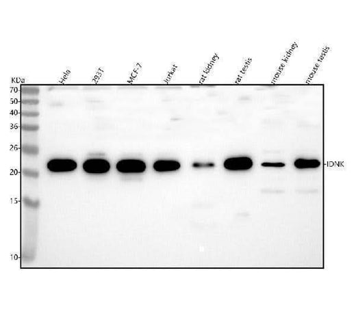 Anti-IDNK Antibody Picoband® Boster Bio