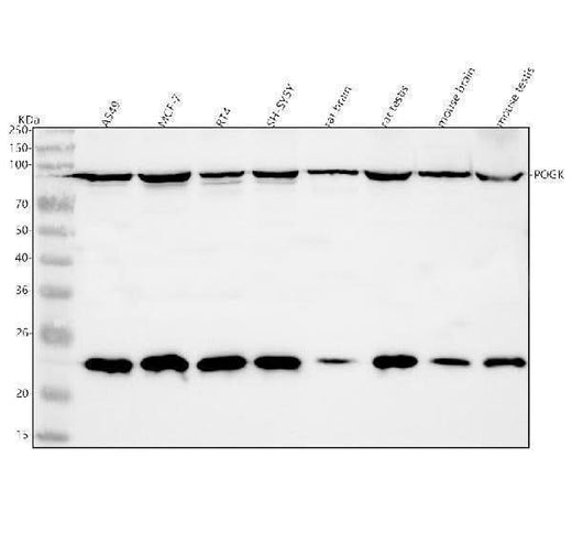 Anti-POGK Antibody Picoband® Boster Bio