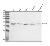 Anti-PITHD1 Antibody Picoband® Boster Bio