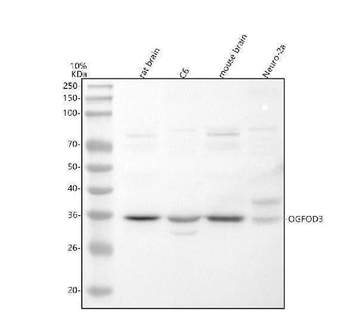 Anti-OGFOD3 Antibody Picoband® Boster Bio