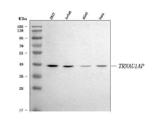Anti-TRNAU1AP Antibody Picoband® Boster Bio