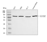 Anti-SCFD2 Antibody Picoband® Boster Bio