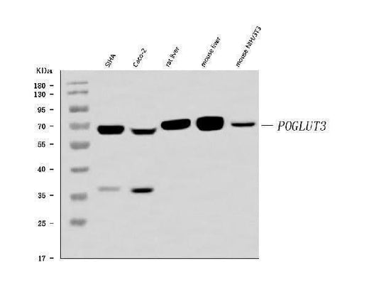 Anti-POGLUT3 Antibody Picoband® Boster Bio