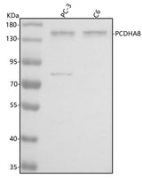 Anti-PCDHA8 Antibody Picoband® Boster Bio