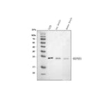 Anti-MAP6D1 Antibody Picoband® Boster Bio