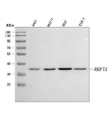 Anti-RRP7A Antibody Picoband® Boster Bio