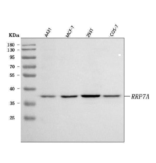 Anti-RRP7A Antibody Picoband® Boster Bio