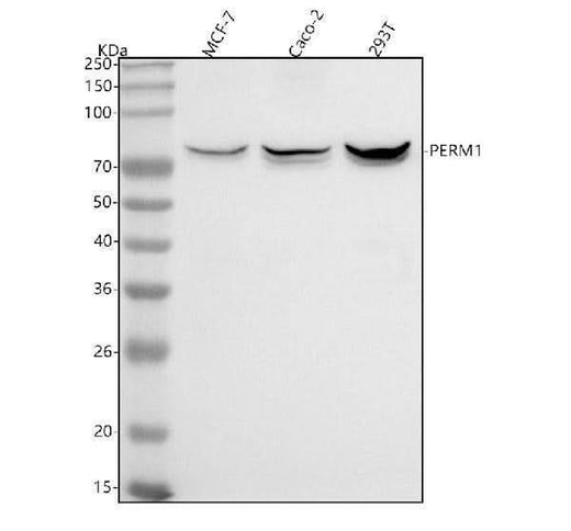 Anti-PERM1 Antibody Picoband® Boster Bio
