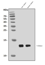 Anti-Cox6a2 Antibody Picoband® Boster Bio