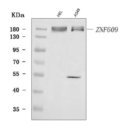 Anti-ZNF609 Antibody Picoband® Boster Bio