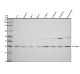 Anti-SLC25A44 Antibody Picoband® Boster Bio
