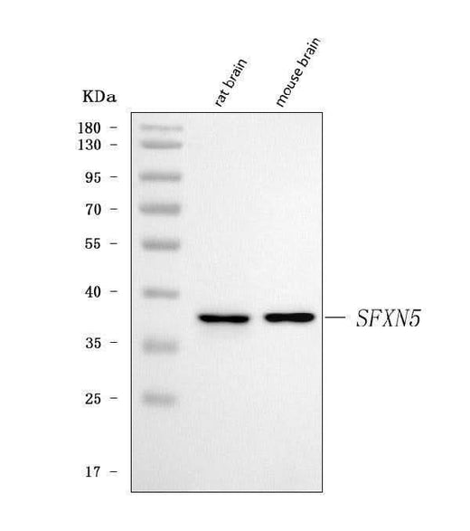 Anti-SFXN5 Antibody Picoband® Boster Bio