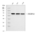 Anti-THUMPD3 Antibody Picoband® Boster Bio