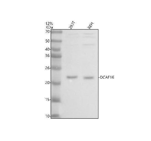 Anti-DCAF16 Antibody Picoband® Boster Bio