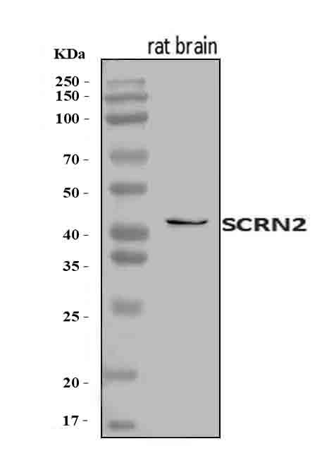 Anti-SCRN2 Antibody Picoband® Boster Bio