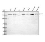 Anti-PCDHA11 Antibody Picoband® Boster Bio