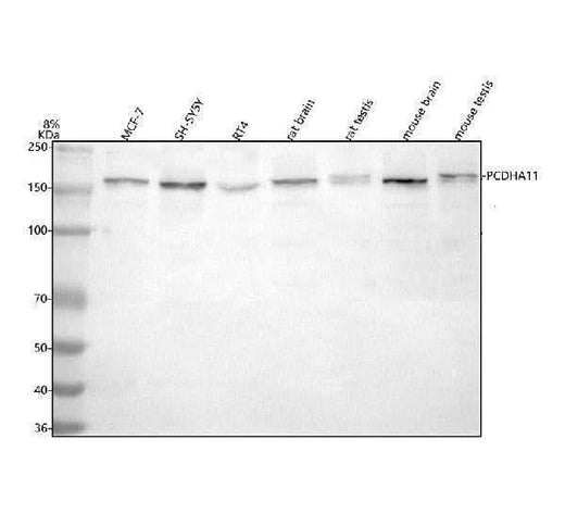 Anti-PCDHA11 Antibody Picoband® Boster Bio