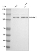 Anti-PCDHA12 Antibody Picoband® Boster Bio