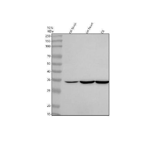 Anti-NTMT2 Antibody Picoband® Boster Bio