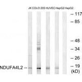 Anti-COXFA4L2 Antibody Picoband® Boster Bio