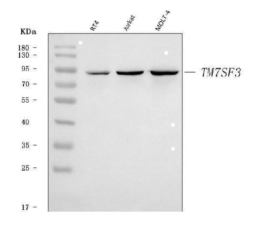 Anti-TM7SF3 Antibody Picoband® Boster Bio