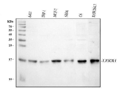 Anti-LEKR1 Antibody Picoband® Boster Bio