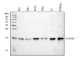 Anti-LEKR1 Antibody Picoband® Boster Bio