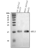Anti-MYL5 Antibody Picoband® Boster Bio
